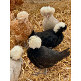 Polish Bantams